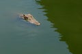 Close up head crocodile is show head in river at thailand.(focus eye Royalty Free Stock Photo