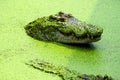 Close up head of crocodile on the surface of water in the lake Royalty Free Stock Photo