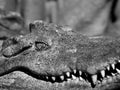 Close up Head of Crocodile was Sunbathing on Background, Black and White