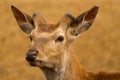 Close up of head of a cute deer Royalty Free Stock Photo