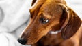 Close up of the head of a dachshund with a tender expression lying Royalty Free Stock Photo