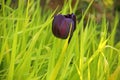 Close up of the head of a dark red or burgandy or purple tulip flower in bloom against a green grass background.