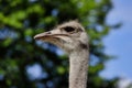 Close-up of head details South African female common ostrich Struthio camelus Royalty Free Stock Photo