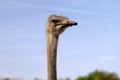 Close-up of head details South African female common ostrich Struthio camelus Royalty Free Stock Photo
