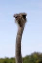 Close-up of head details South African female common ostrich Struthio camelus Royalty Free Stock Photo