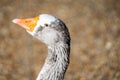 Close up of the head of a domestic geese, domesticated grey geese that are kept by humans as poultry for their meat, eggs, and Royalty Free Stock Photo