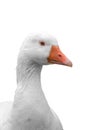Close-up head of domestic goose isolated on white background Royalty Free Stock Photo