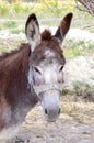 Close-up of a head of a donkey