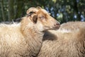 Close up of the head of a Drent Heath sheep with horns, amidst a flock of sheep. Drents heideschaap