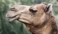 A Close Up of the Head of a Dromedary or Camel Royalty Free Stock Photo