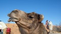 Dromedary camel with a funny expression Royalty Free Stock Photo