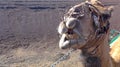 Close-up of the head of a dromedary with muzzle,