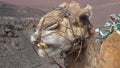 Close-up of the head of a dromedary with muzzle,