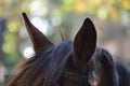 Close-up of head and ears of brown horse with leather blinders or blinkers