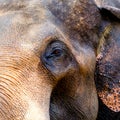 Close-up head of elephant