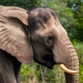 Close up head of elephant, powerful and majestic wildlife Royalty Free Stock Photo