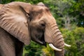 Close up head of elephant, powerful and majestic wildlife Royalty Free Stock Photo