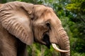 Close up head of elephant, powerful and majestic wildlife Royalty Free Stock Photo