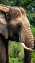 Close up head of elephant, powerful and majestic wildlife Royalty Free Stock Photo