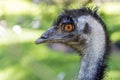 Close up of the head of an emu against a green background, Western Australia Royalty Free Stock Photo