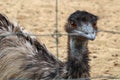 Emu is looking camera Royalty Free Stock Photo