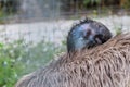 Head emu under wing Royalty Free Stock Photo