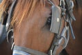 Close-up of head and eye of brown horse with leather blinders or blinkers Royalty Free Stock Photo