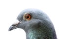 Close up head and eye of homing pigeon on white background