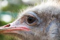 Close up head and eye ostrich in farm Royalty Free Stock Photo
