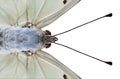 Close up head and eyes of White Emperor butterfly with long antenna isolated on white background, amazed animal