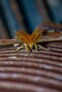 A close-up of the head and face of a male giant Atlas moth. Big butterfly, the largest moth antennas close up Royalty Free Stock Photo