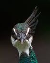 Close up of the head and face ofo a female Indian Peafowl or Peacock Royalty Free Stock Photo