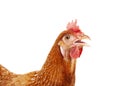 Close up head of female chicken isolated white background