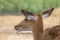 Close up head female deer in garden