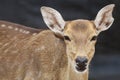 Close up head female deer in garden