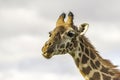 Close up of head of female Maasai Giraffe.