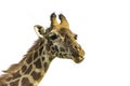 Close up of head of female Maasai Giraffe. Looking from left.