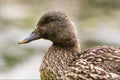 Wild duck, female mallard, in the wild within a nature reserve. Close-up portrait.