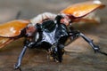 Close up of head of Five-horned rhinoceros beetle