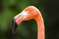 Close up head of flamingo