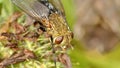 Close up of the head of a fly Royalty Free Stock Photo