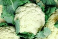 Close up head of fresh organic cauliflower with green leaves Royalty Free Stock Photo