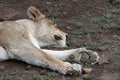 Paws of a Lioness asleep in the Kruger Park