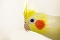 close-up head of a funny male cockatiel parrot of yellow color on a light background