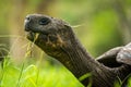 Close-up of head of Galapagos giant tortoise Royalty Free Stock Photo