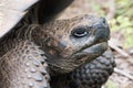 Close-up of the head of a Galapagos tortoise. Royalty Free Stock Photo