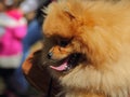 The close up of head of German pomeranian.