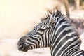 Close up head gf plains zebra Equus quagga or Burchells zebra Equus burchelli Royalty Free Stock Photo