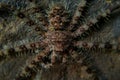 Close up of head of giant huntsman spider