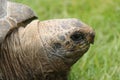 Giant Tortoise. Royalty Free Stock Photo